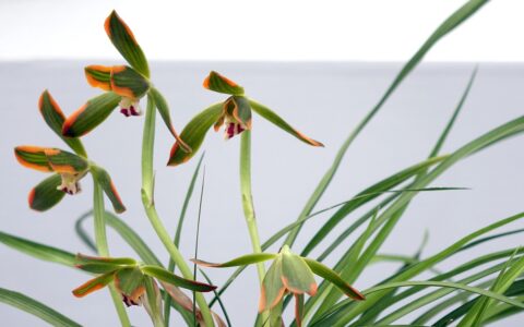 关于兰花的诗句古诗词（兰花的千古名句）