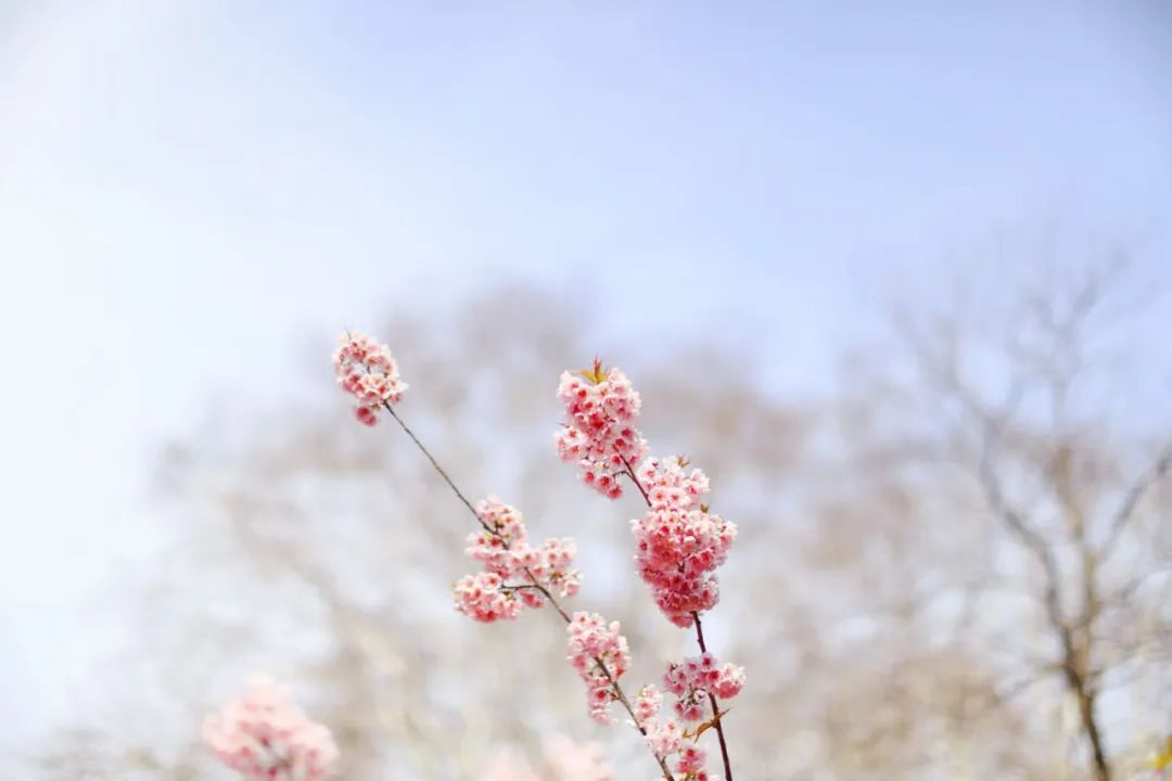 清明诗文经典（清明诗词十首最美）