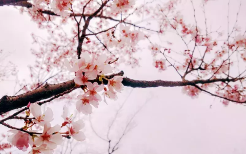 关于春天的宋词大全（描写春天的宋词名句）