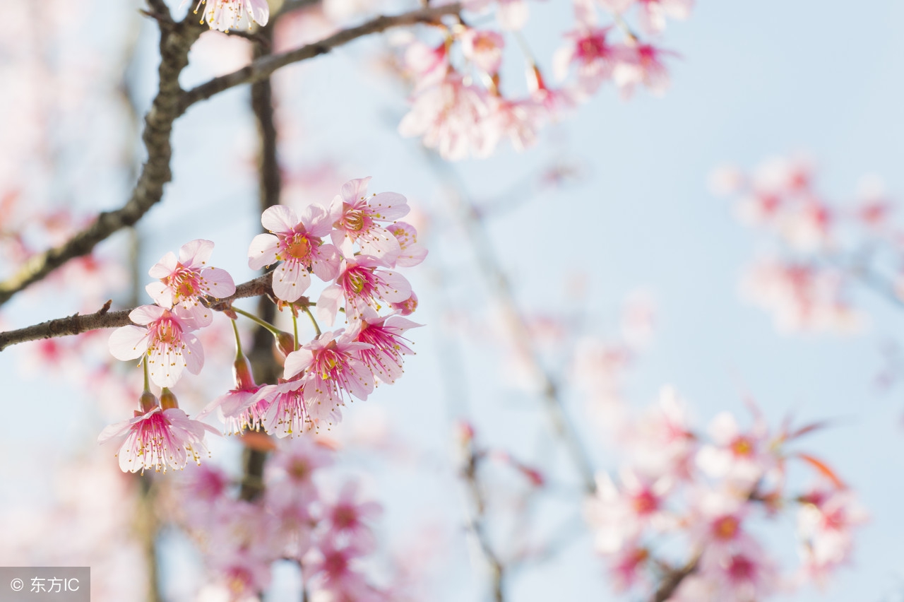 有关春天的诗歌（描写春天的现代诗歌）