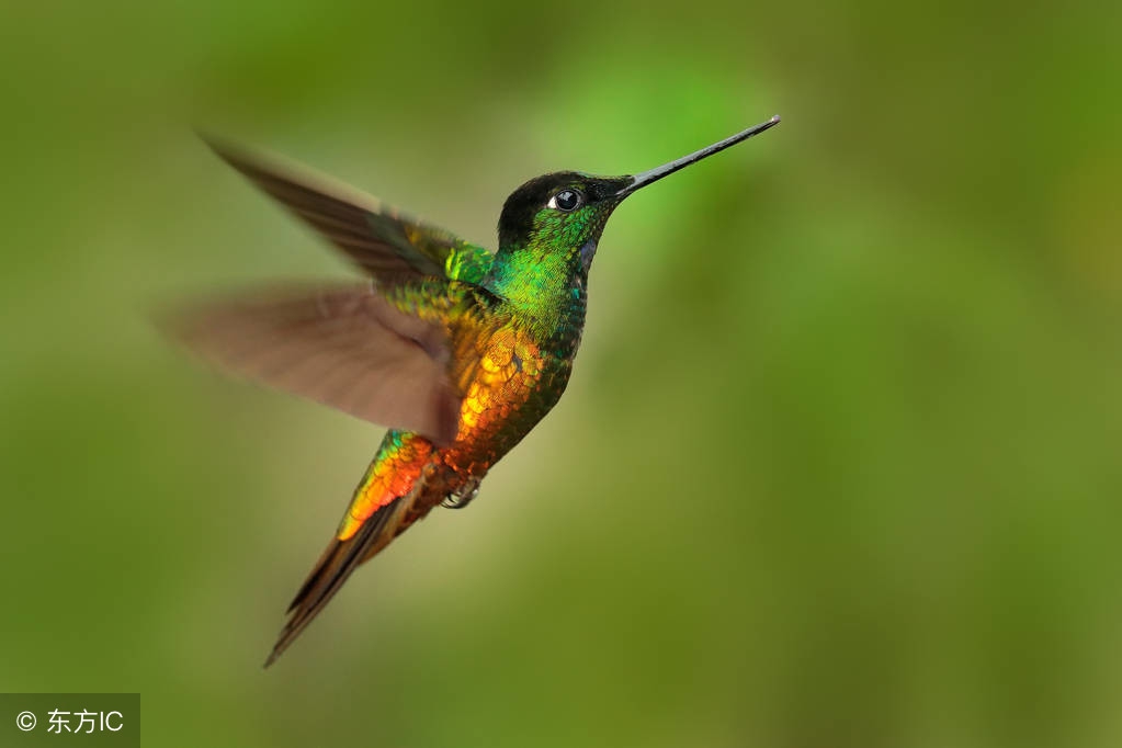 有关春天的诗歌（描写春天的现代诗歌）