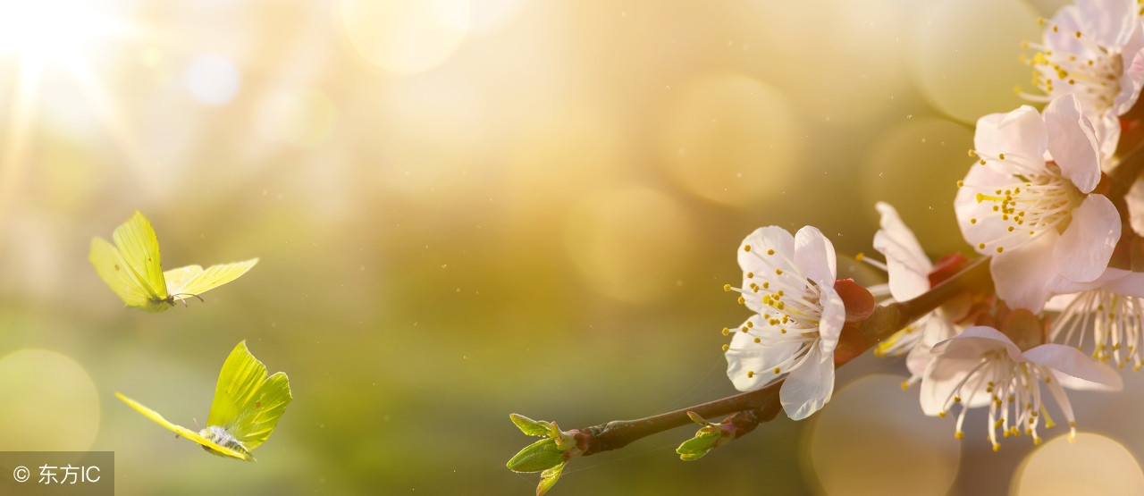 有关春天的诗歌（描写春天的现代诗歌）