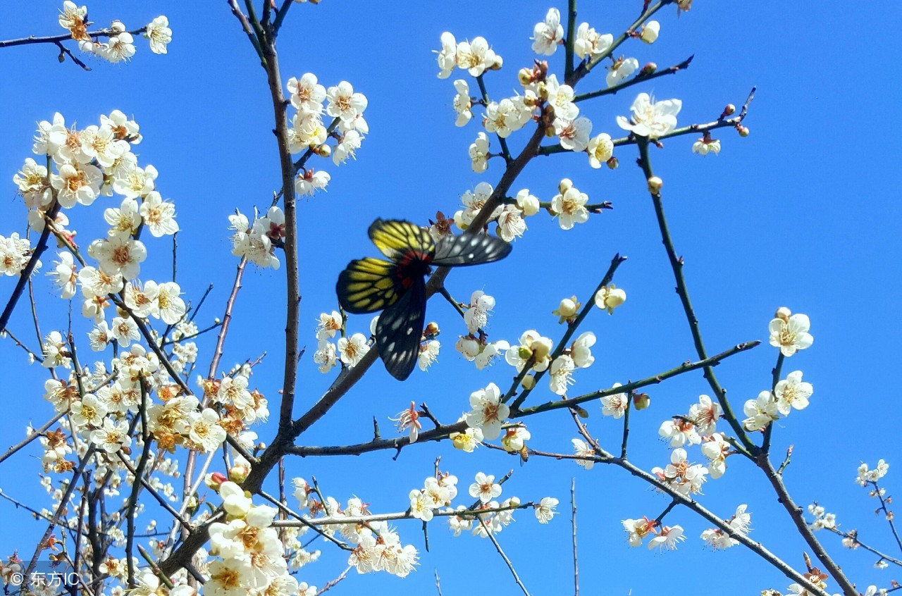 有关春天的诗歌（描写春天的现代诗歌）