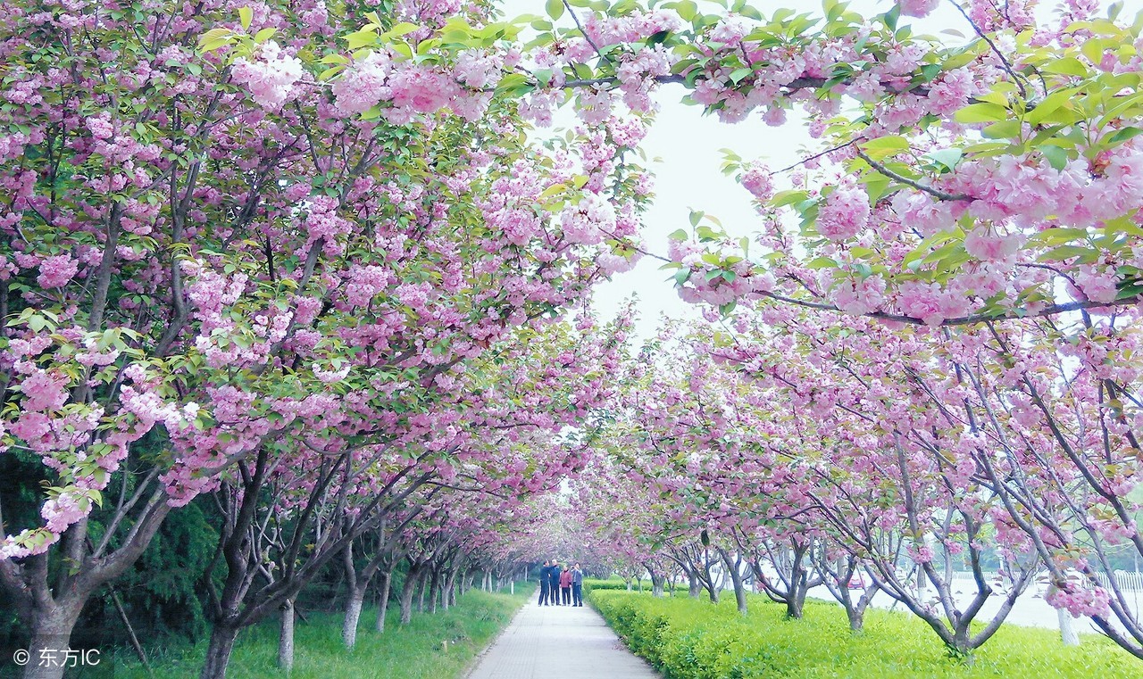 有关春天的诗歌（描写春天的现代诗歌）