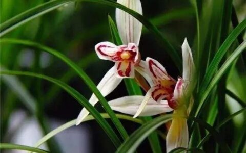 陈子昂感遇诗的特点（感遇其二陈子昂赏析）