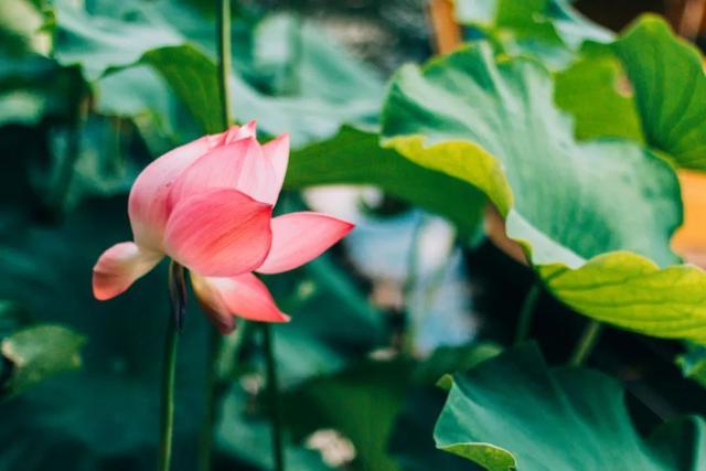 荷花诗句古诗大全（赞美荷花盛开之美的30首古诗）