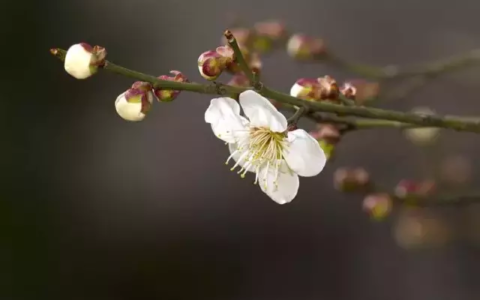 表达友谊的诗句有哪些（反映深厚友谊的诗句）