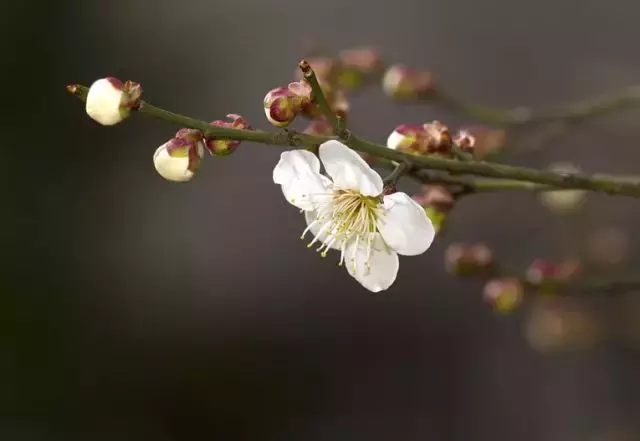 表达友谊的诗句有哪些（反映深厚友谊的诗句）