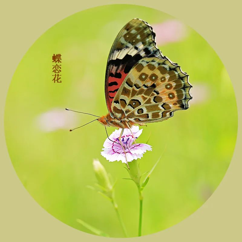 现代诗欣赏（著名现代诗全文及赏析）