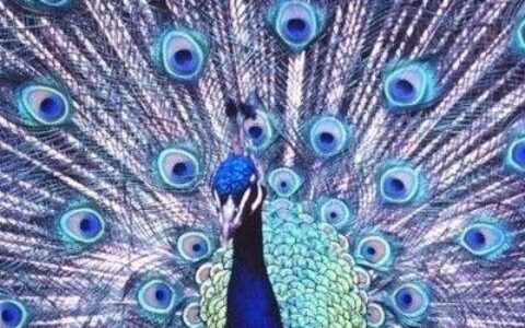 描写孔雀的句子怎么写（形容孔雀开屏的优美句）