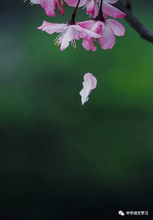 描写少年的诗句有哪些（形容少年意气风发的诗句）