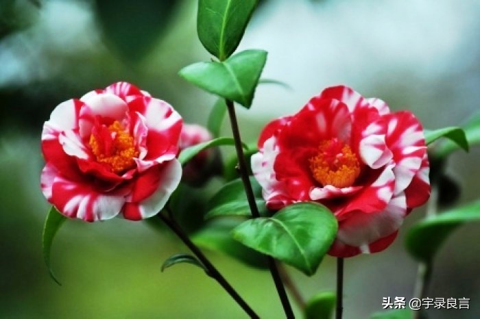 禅语静心的句子唯美（一句禅语道尽人生）