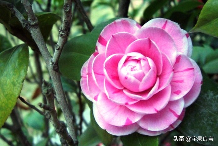 禅语静心的句子唯美（一句禅语道尽人生）