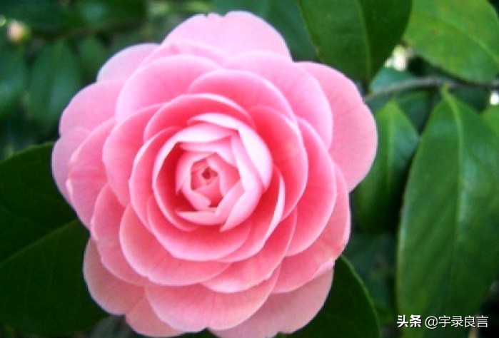 禅语静心的句子唯美（一句禅语道尽人生）