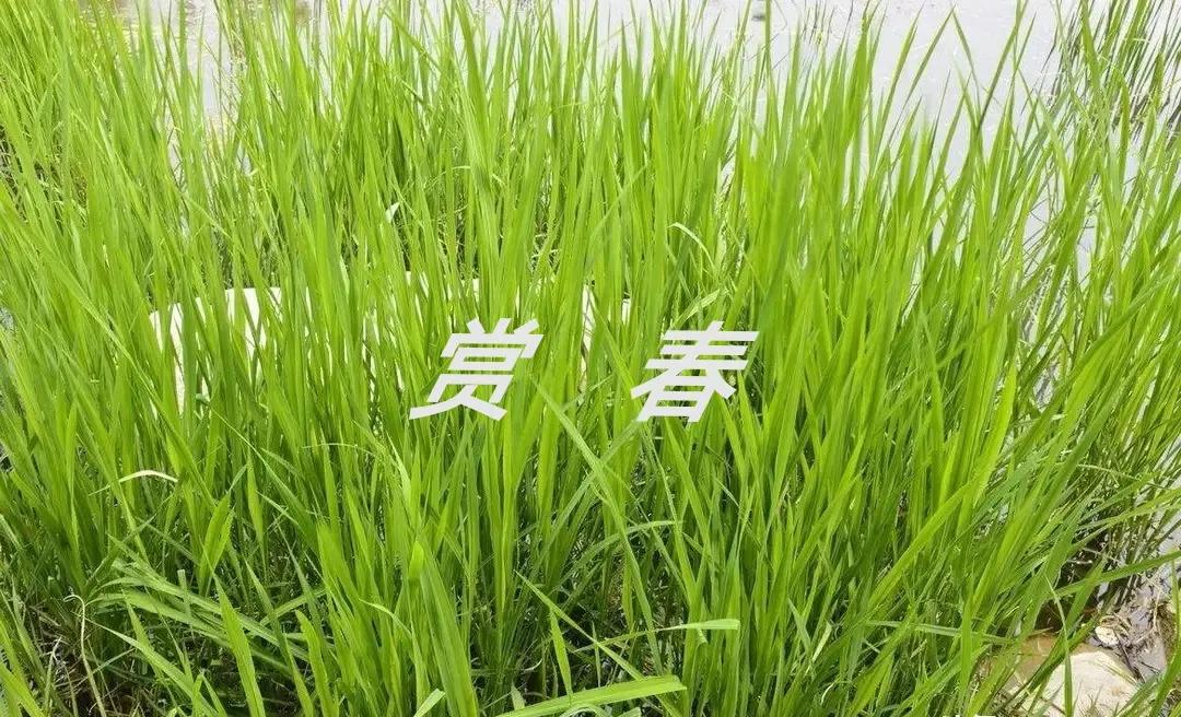唐诗赏析解读（经典古诗鉴赏大全）