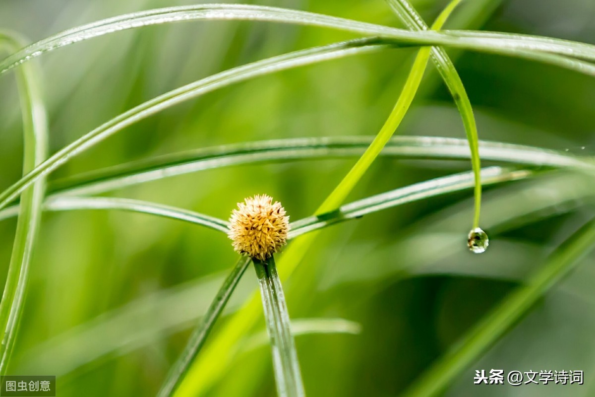观田家古诗翻译（观田家古诗书法作品欣赏）