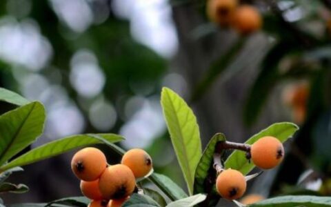 赞美枇杷的诗句有哪些（描写枇杷的著名诗句）