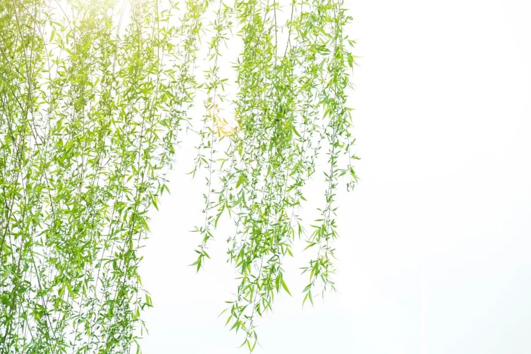 描写春景的诗句大全（赞美早春景色的诗句）