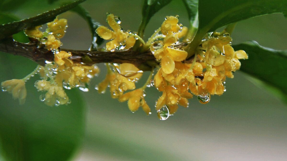 描写桂花的诗句有哪些（赞美桂花的名句）