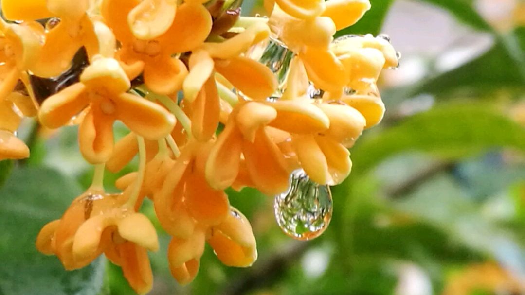 描写桂花的诗句有哪些（赞美桂花的名句）