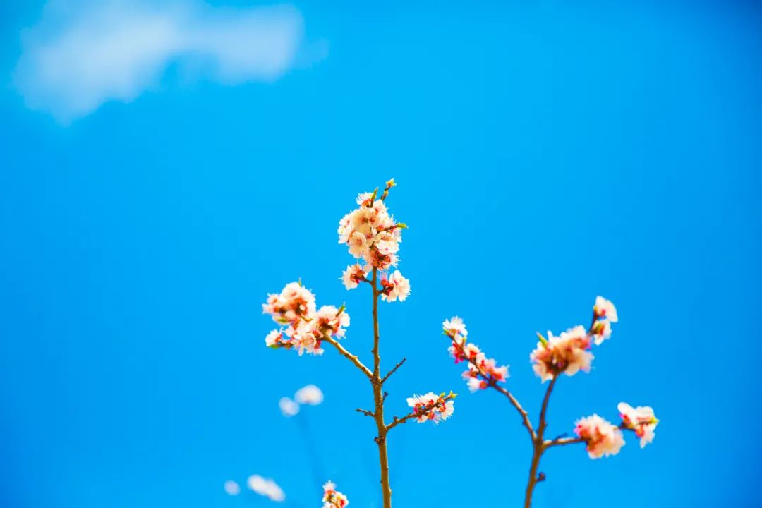 最浪漫的古诗词句（浪漫的爱情诗句分享）