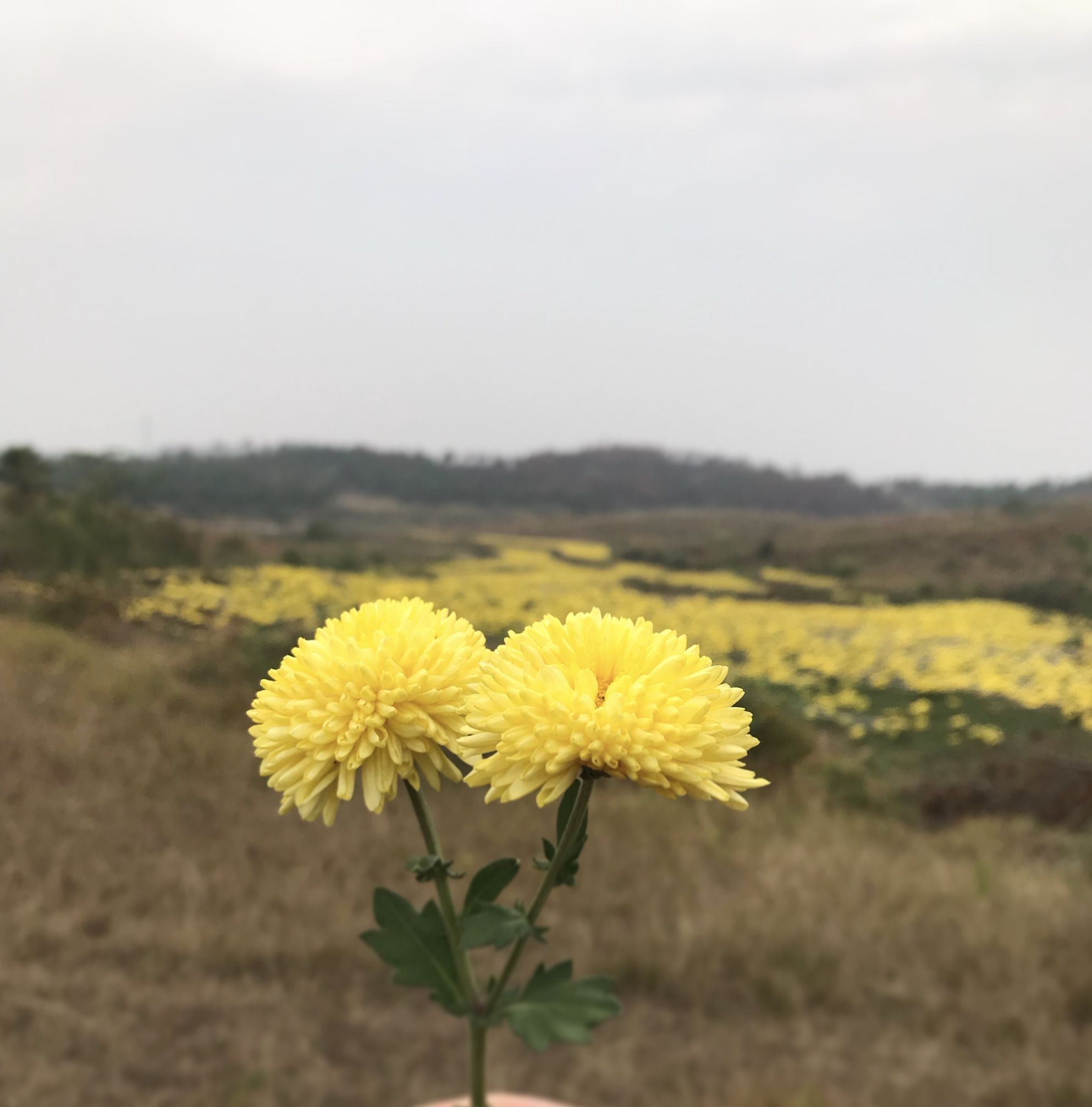 写菊花的诗句古诗（赞美菊花坚强的诗句）