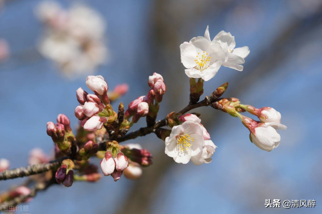 樱花描写优美句子（赞美樱花的优美短句）