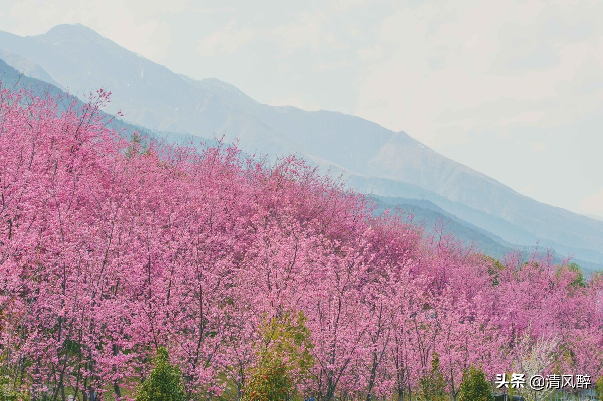 樱花描写优美句子（赞美樱花的优美短句）