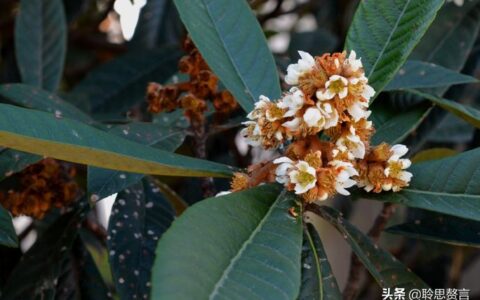 赞美枇杷诗句有哪些（精选这28首写枇杷的古诗）