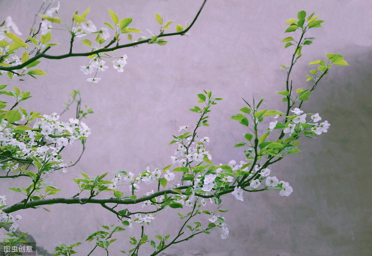 关于梨花的诗句古诗大全（7首绝美古诗词）