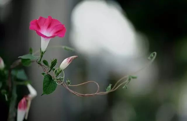 岁月静好的诗句（平淡生活的唯美古诗词）