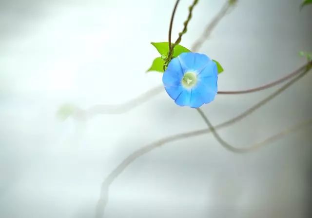 岁月静好的诗句（平淡生活的唯美古诗词）