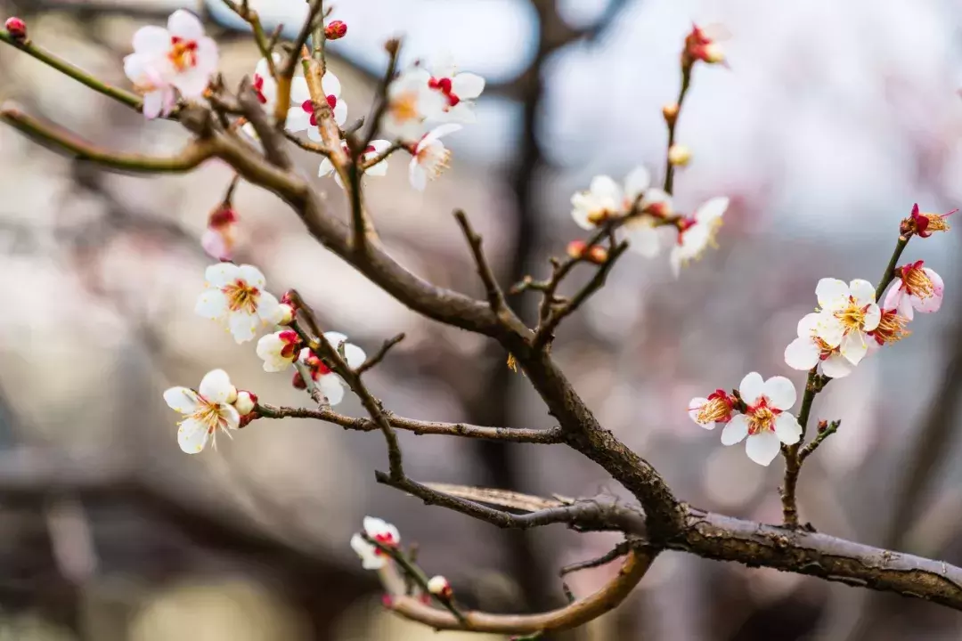 赞美梅花的古诗有哪些（梅花古诗词最出名）