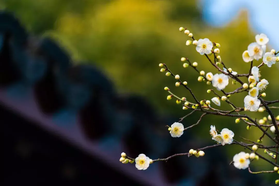 赞美梅花的古诗有哪些（梅花古诗词最出名）