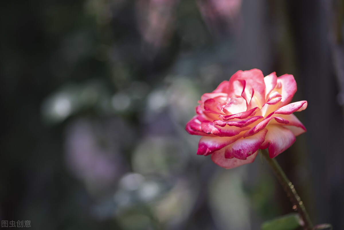 关于春天的好句摘抄（摘抄春天的优美好段）