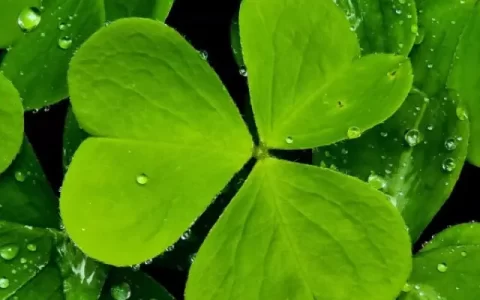 诗和远方的唯美短句（寻找诗和远方优美句子）