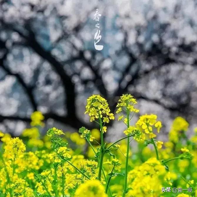 描写风景的现代诗摘抄（简短优美的现代诗）