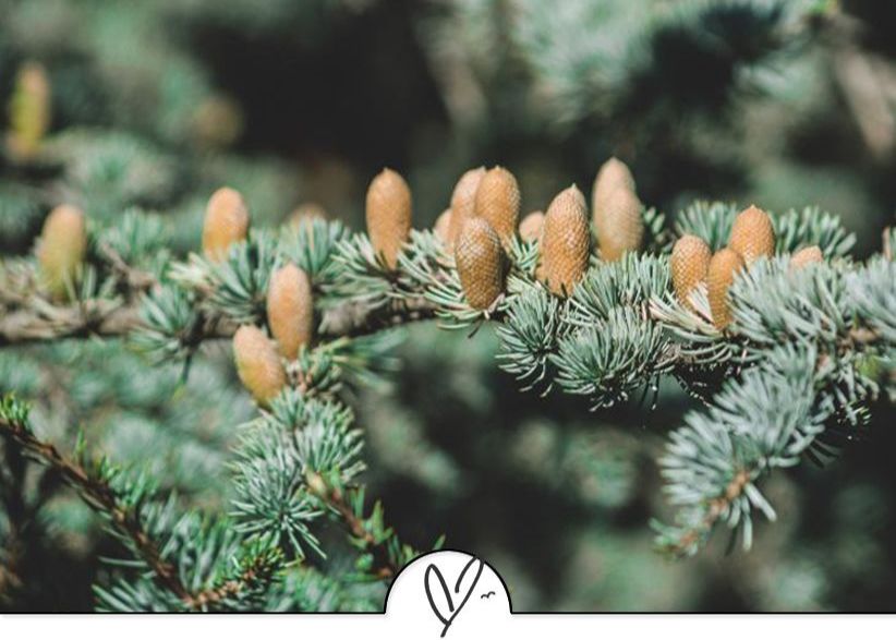 苏东坡诗词精选（苏东坡诗词精选十首）