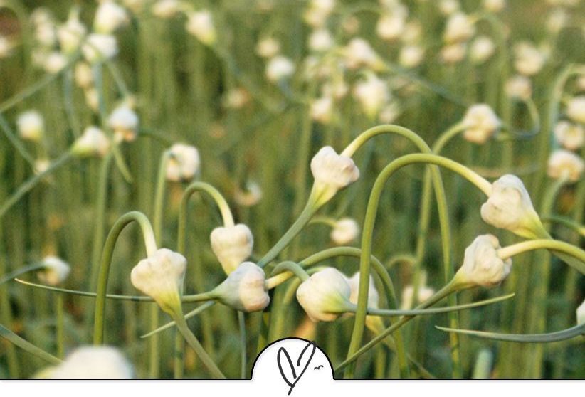 苏东坡诗词精选（苏东坡诗词精选十首）