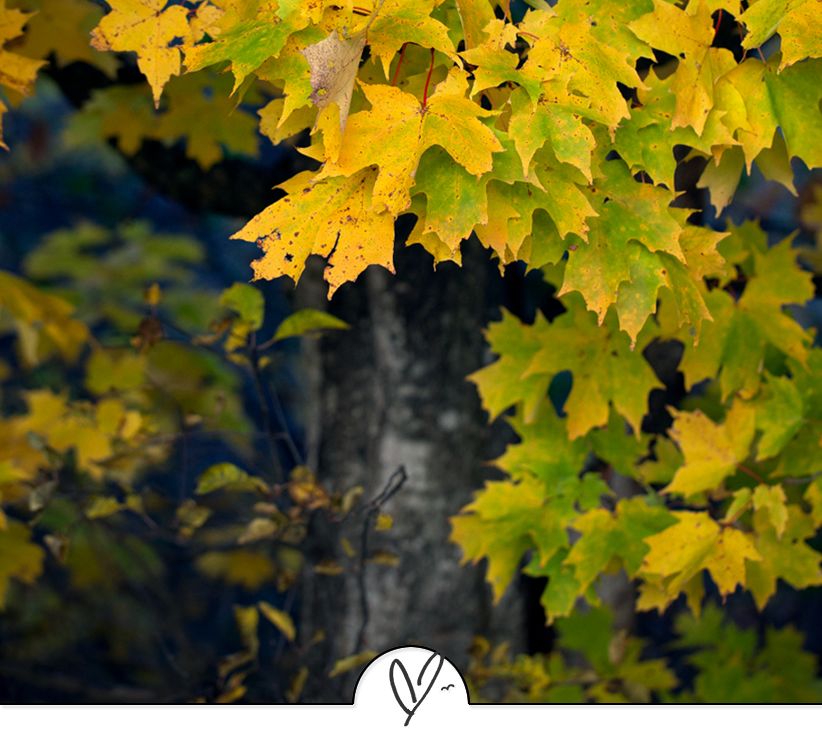 苏东坡诗词精选（苏东坡诗词精选十首）