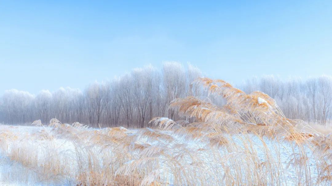 写雪的诗句优美（赞美雪的诗句古诗）