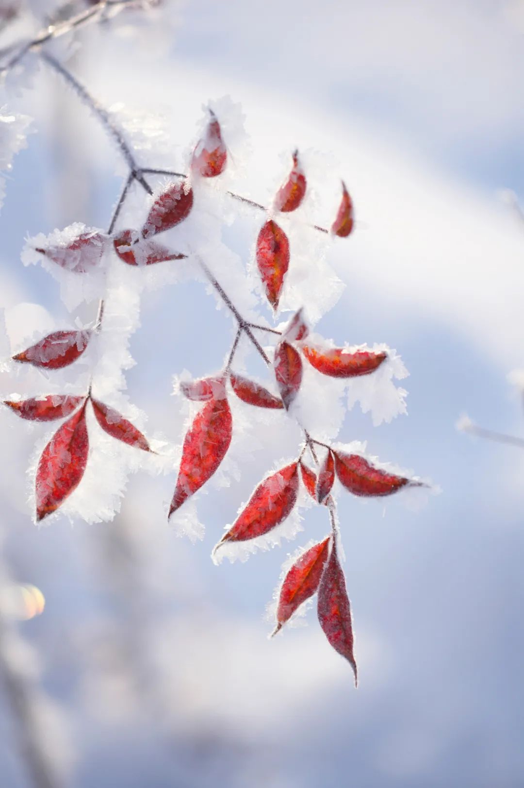 写雪的诗句优美（赞美雪的诗句古诗）
