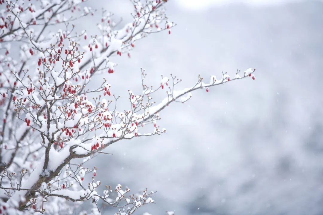 写雪的诗句优美（赞美雪的诗句古诗）