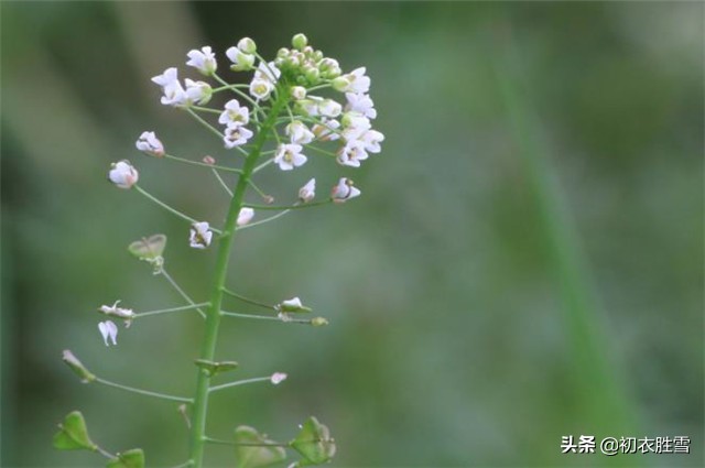 春在溪头荠菜花全词（春在溪头荠菜花赏析）