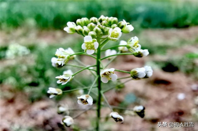春在溪头荠菜花全词（春在溪头荠菜花赏析）