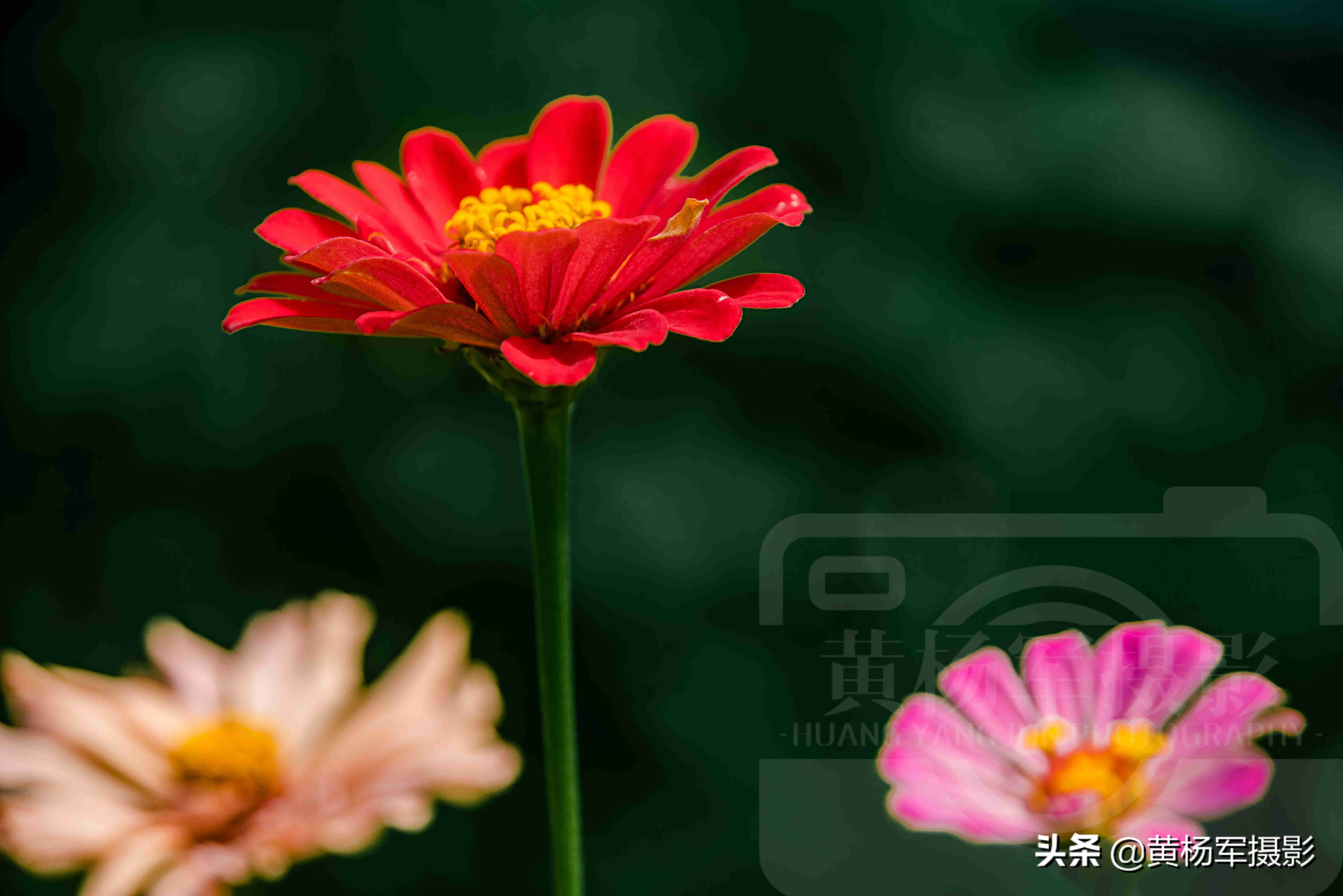 盛开的菊花像什么（盛开的菊花的描写）