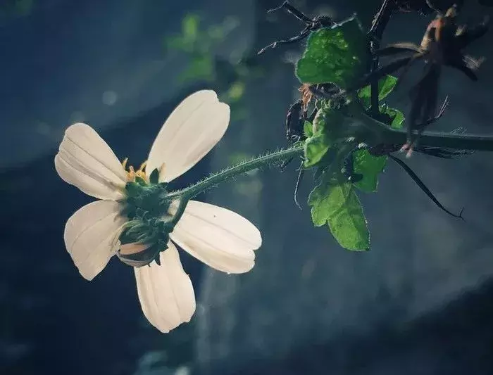 谷雨的诗有哪些（关于谷雨的古诗10首）