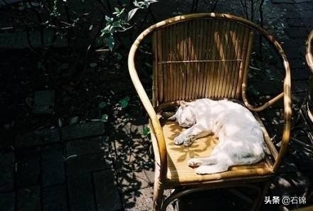 幸福的诗句有哪些（关于幸福的唯美古诗）