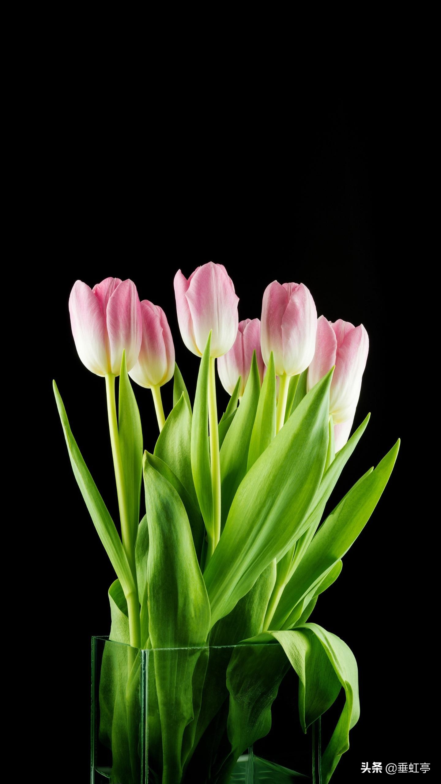 春日偶成宋程颢古诗带拼音（春日偶成诗文赏析及释义）