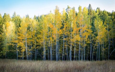 苏轼诗词最佳十首（苏东坡最美的十首诗词）